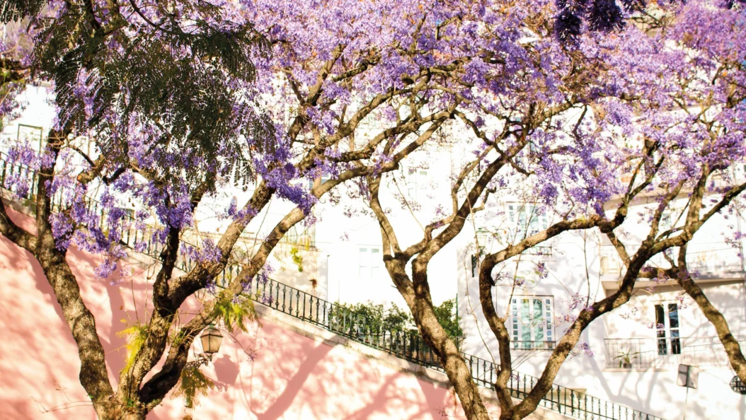 Jacarandas printemps Lisbonne