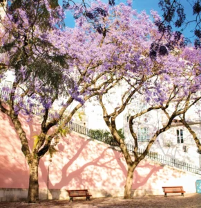 Jacarandas printemps Lisbonne
