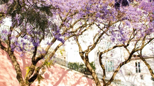 Jacarandas printemps Lisbonne