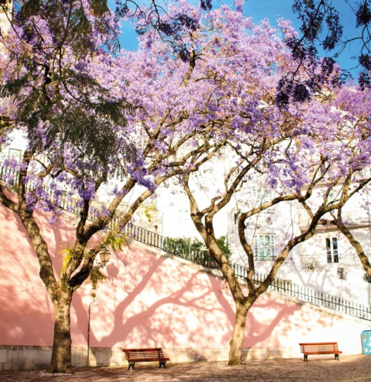 Jacarandas printemps Lisbonne