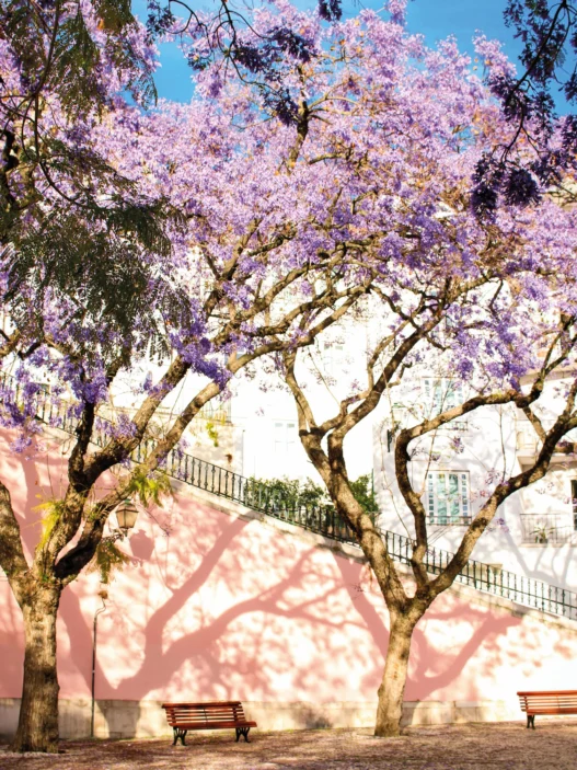 Jacarandas printemps Lisbonne
